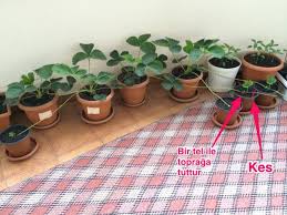 Saksida Cilek Yetistirmek Page 6 Agaclar Net