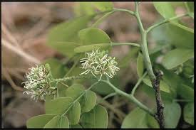 Image result for Brachystegia spiciformis × microphylla