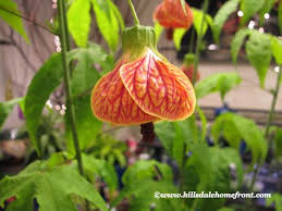 Maybe you would like to learn more about one of these? 7 Biltmore Ballgown Ideas Biltmore Plants Flowers