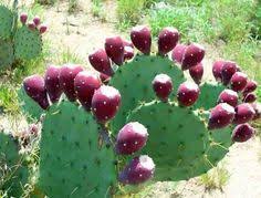 Eating whole foods when young reduces the risk of developing which of the following old age diseases? 82 Growing Prickly Pear Cactus Ideas Prickly Pear Cactus Prickly Pear Cactus