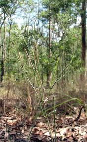 Image result for Entolasia