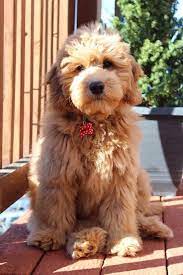 They love their goldendoodles and sproodles and have become very successful breeders. F1 Mini Goldendoodle 15 Weeks Old Goldendoodle Puppy Cute Dogs Puppies And Kitties