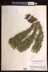 Image result for Huperzia mildbraedii