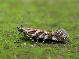 Image result for Ericinella