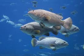 Semua tentang layang layanggambarcara membuatvideomuseumkerangkamenbuat layang layangunikhiasterbesar. Tuna Hingga Teripang 5 Hasil Laut Indonesia Ini Dibanderol Harga Mahal