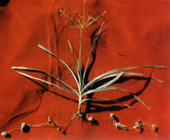 Image result for Cyperus rotundus