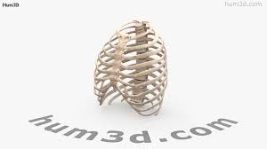 Facebook gives people the power to share and makes the world. 360 View Of Rib Cage 3d Model Hum3d Store
