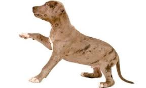 Zebra pitbull purple pitbull alligator pitbull biggest pitbull bully pitbull brindle pitbull white pitbull blue pitbull silver fawn pitbull buckskin pitbull champagne pitbull teacup pitbull 185 pound pitbull wild wild love pitbull man bites dog pitbull yolandi visser pitbull golden pitbull cowboy. Pitbull Colors 18 Coat Color Variations Patterns