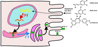 It comes under the enzyme category. Phenolic Compounds Increase The Transcription Of Mouse Intestinal Maltase Glucoamylase And Sucrase Isomaltase Food Function Rsc Publishing
