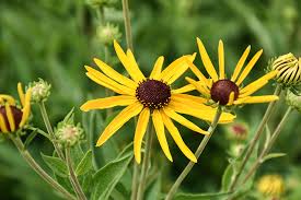 Image result for Centema subfusca