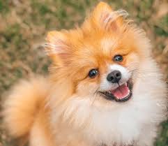 Process of final shearing of a dog's hair with scissors. Pomeranian Puppy From Mexico Things You Should Know Bonnie Clyde Worldwide