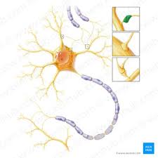 Image result for Synandrodaphne