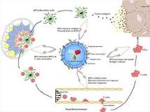 Image result for which nanotechnical device makes cancer treatment faster and more efficient