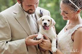 A Puppy As A Wedding Gift Yes Please A Golden Retriever Dog Wedding Dog Grooming Styles Golden Retriever White
