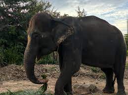 Fundraiser by Aaron Jackson : Help Rescue Pimpa From the Chains.