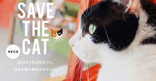一年2萬7000隻浪貓被撲殺！日本成立「保護貓咖啡廳」靠超萌周邊救助喵喵- 玩咖Playing - 自由電子報