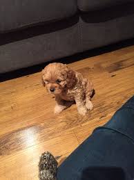 13,352 likes · 146 talking about this. Little Miss Ellie S First Day Home Cockapoo