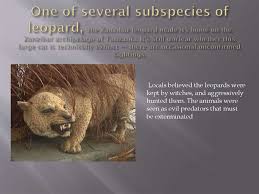 Elusive island endemic, demonized as the instrument of witches, persecuted to the brink of extinction. Extinct Animals Online Presentation