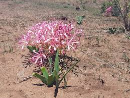 Image result for Ammocharis tinneana