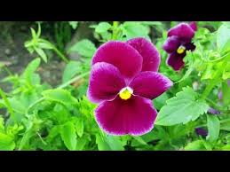 Nature web strongly promotes the environmental conservations and biodiversities. Flowers Name In English Pictures Videos Charts Ira Parenting