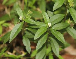 Image result for Eclipta prostrata