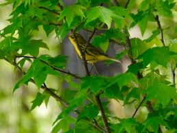 There were four of these that seem to be the same species traveling  together today in St. Pete, Florida. I am stuck