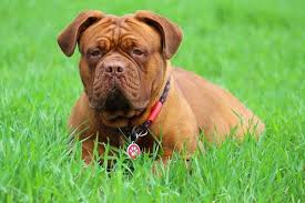 Die bordeaux dogge ist ein großer wachhund aus frankreich. Bordeaux Dogge Hunderasse Ausgeglichen Und Wachsam