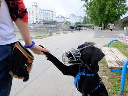 Auch und gerade für uns trainer, ist der maulkorb bei einem solchen hund, zunächst das hilfsmittel der wahl. Hundefachfrau Sunny Benett Warum Der Maulkorb Kein Dilemma Ist Hunderunden
