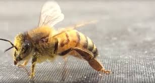 Prevent Infestation With Bees Avoid The Risk Of Having Anthophila Around Your Home Yard Nexles