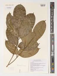 Image result for Pseudospondias microcarpa