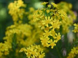 Image result for Euryops
