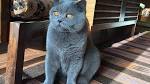 british shorthair | Cats & Kittens | Gumtree Australia ...