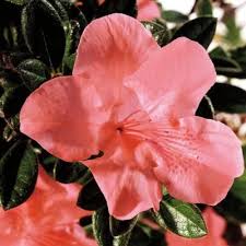 Most of them haven't done great. Encore Azalea 1 Gal Autumn Coral 80491 The Home Depot Reblooming Flowers Azalea Shrub Flowering Trees