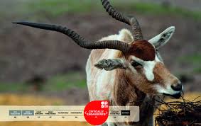 Below we have a selection of african animal horns and skulls, that have been obtain legally through government controlled practices. Antelopes Serengeti Park