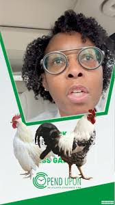 Hi My Busy Friends! People always ask, ‘What’s the strangest request you’ve  ever received?’ Well… this might be it! 🐓🚙 Our client ordered hens but  got roosters instead Pend Upon stepped in to save ...