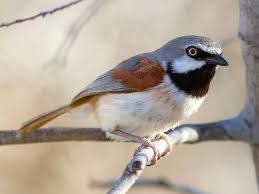 Image result for Vangueria esculenta