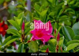 Image result for dipladenie amonea