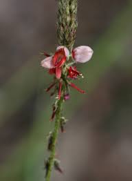 Image result for Indigofera setiflora