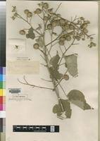 Image result for Abutilon longicuspe