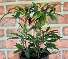 Image result for Plerandra