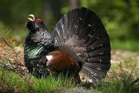 Aici gasesti toate stirile legate de vanatoare de ursi, prezentari, exclusivitati, topuri si informatii actualizate si. Ursul De VanÄƒtoare In Timpul Iernii Vanatoare De Ursi Polari