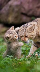 Iljincho published july 21, 2021 18 views. Kitten Play Fights With It S Mother Cats Cute Animals Pretty Cats