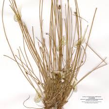 Image result for Eleocharis caduca