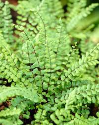 Image result for Trichomanes