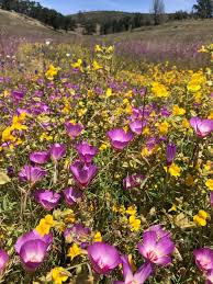 Image result for Mimulus gracilis