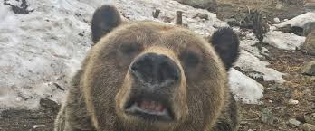 In whistler, bears generally go to sleep in late fall, when food runs out, waking up three to five months later in spring, as their first food sources are available again. Grizzly Bear Weigh In Grouse Mountain The Peak Of Vancouver