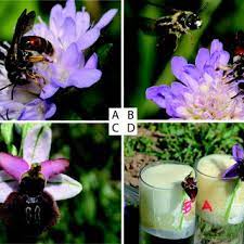But how do the flowers benefit from this interaction? Pdf The Chemical Ecology And Evolution Of Bee Flower Interactions A Review And Perspectives