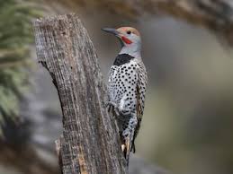It was a casual sneer, obviously one of a long line. Gilded Flicker Colaptes Chrysoides Birds Of The World