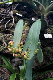 Image result for Hydrostachys polymorpha