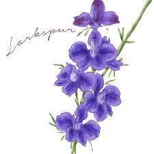 Beautiful But Deadly Poisonous Wild Flowers Pinetree Garden Seeds Deadly Flowers Larkspur Flower Deadly Flower